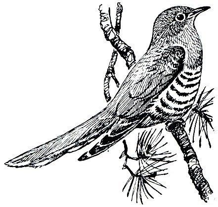Раскраска ку ку Кукушка