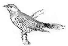 Кукушка рисунок раскраска (44 фото)