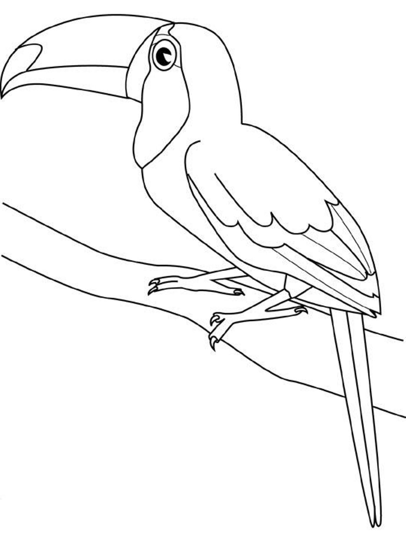 Трафарет попугая для рисования
