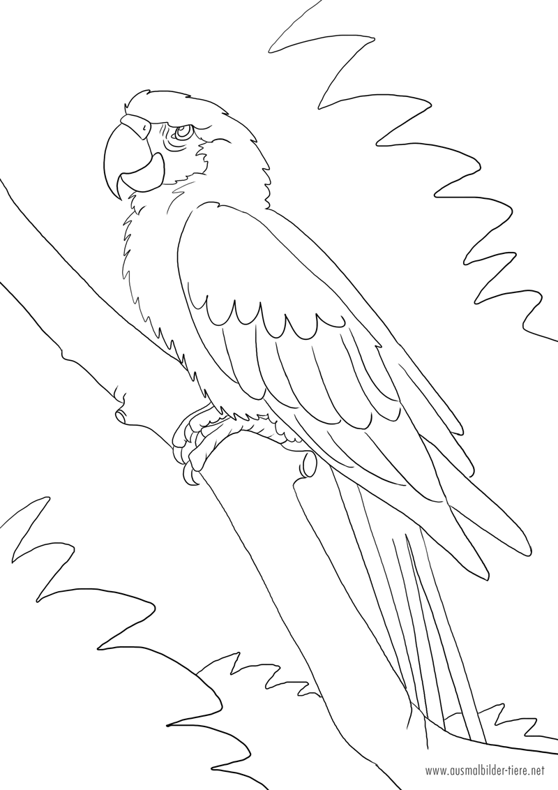 Раскраска попугай ара гиацинтовый