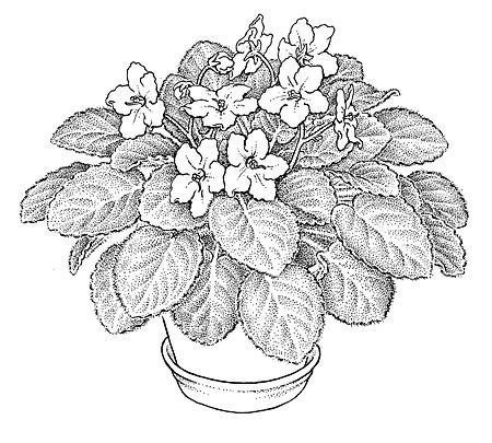 Узамбарская фиалка раскраска