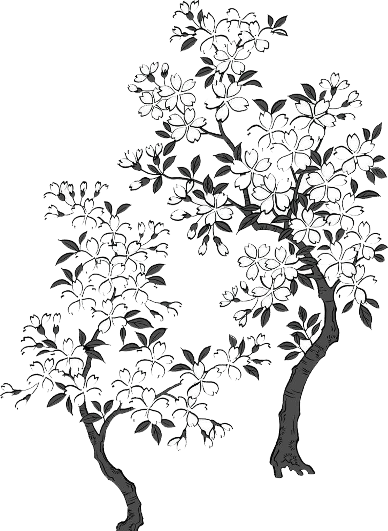 Цветущее дерево рисунок. Раскраска Сакура дерево. Сакура рисунок. Трафарет цветущее дерево. Сакура черно белая.