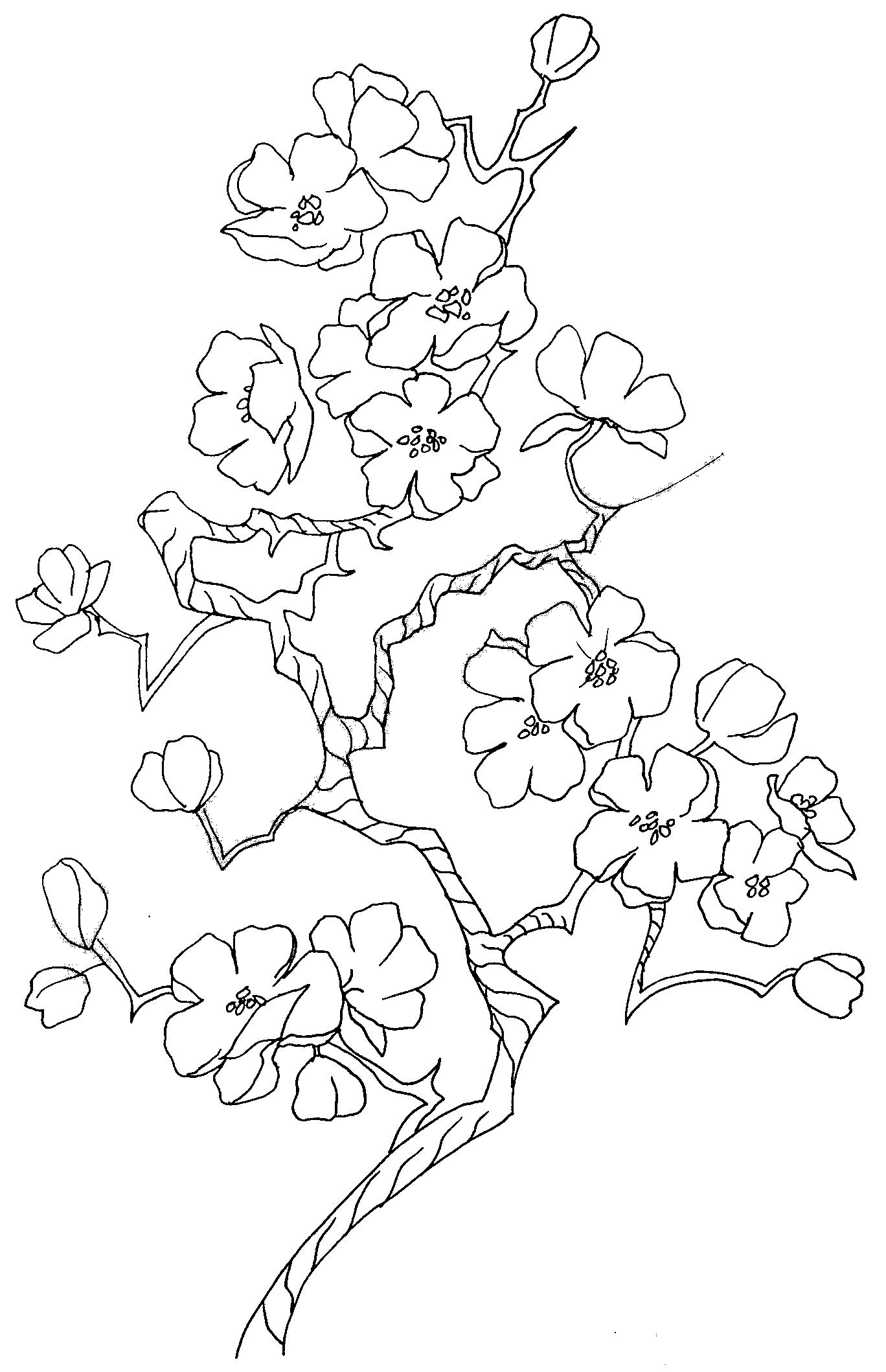 Цветок Сакуры рисунок карандашом