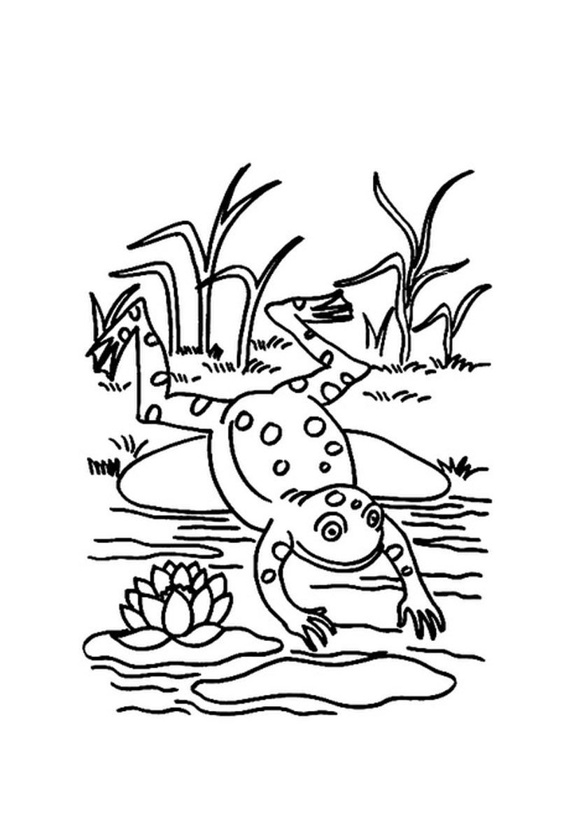 Раскраска Лягушонок на болоте