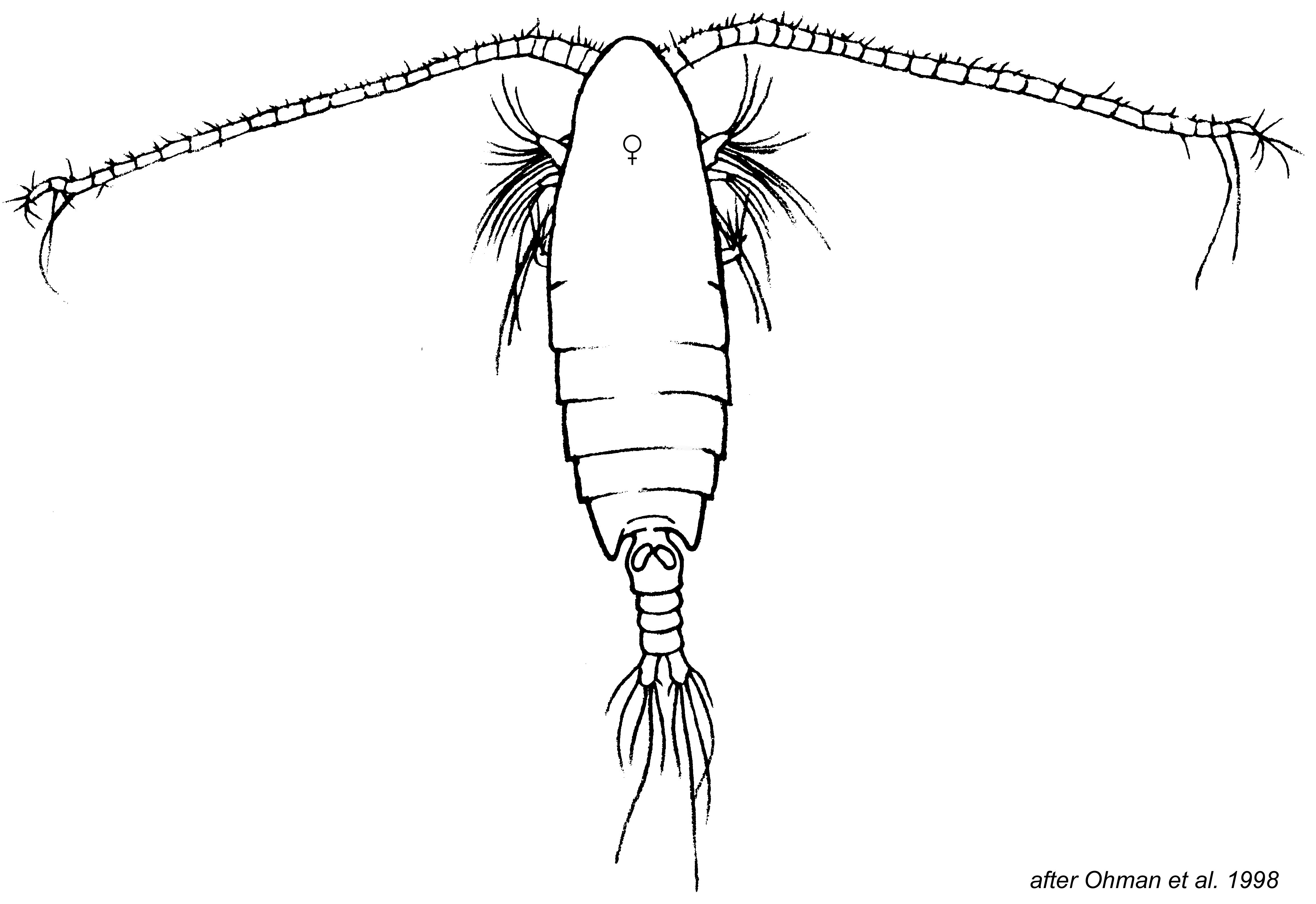 Планктон Calanus