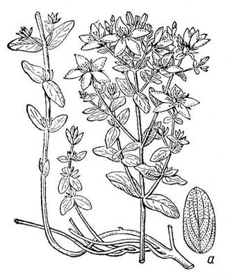 Цветок зверобой скетч