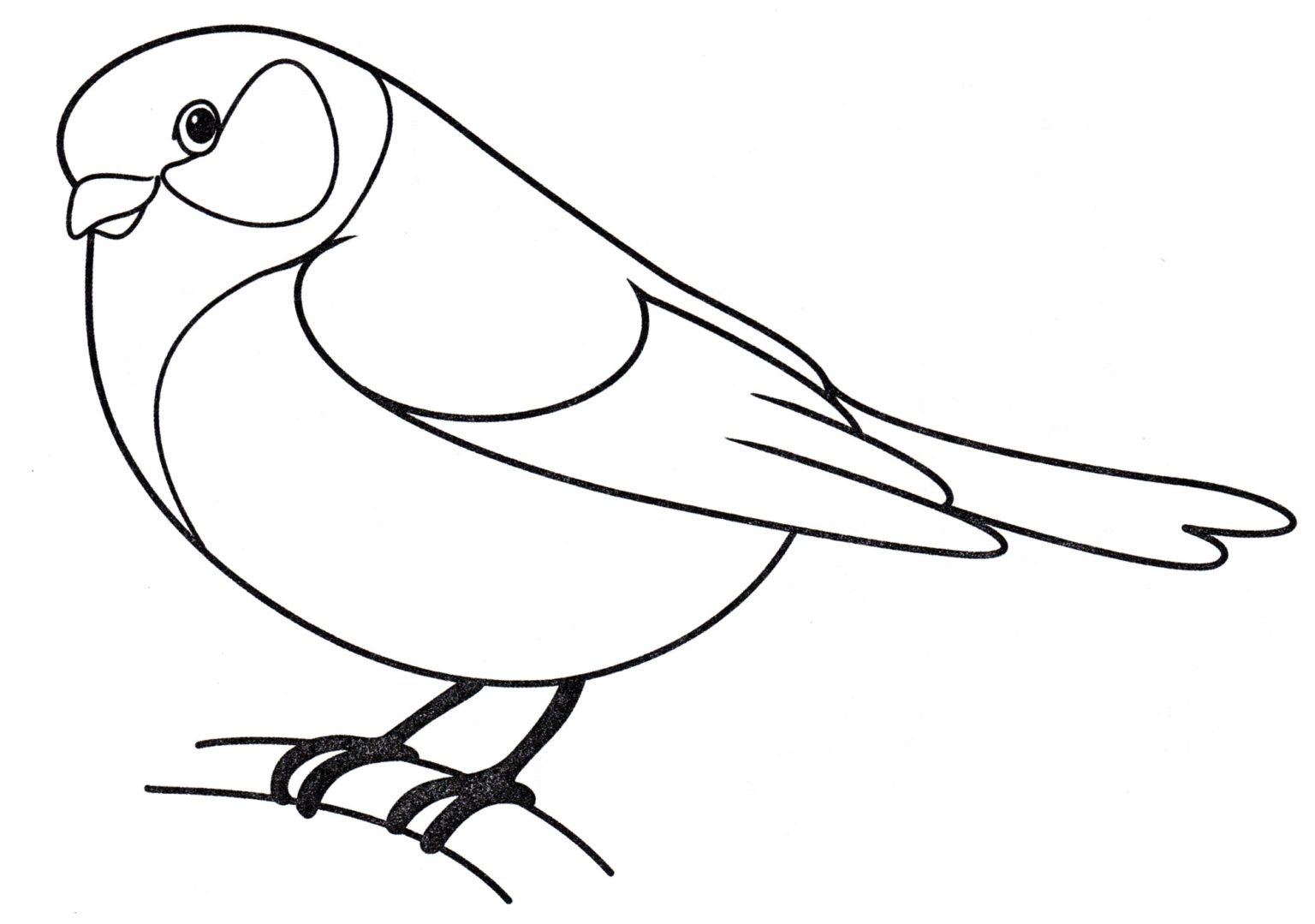 фото птицы для детей рисунок