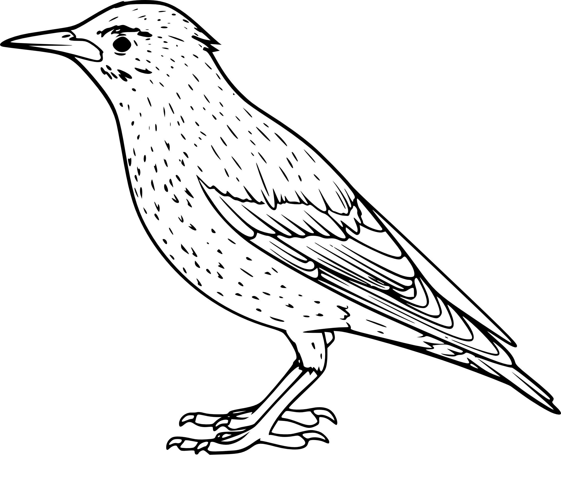 Скворец птица рисунок