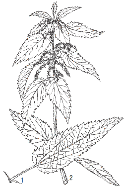 Крапива раскраска