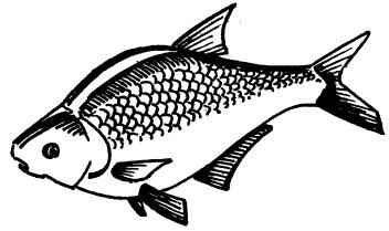 Лещ раскраска
