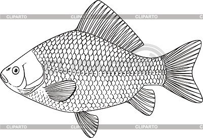 Лещ раскраска для детей