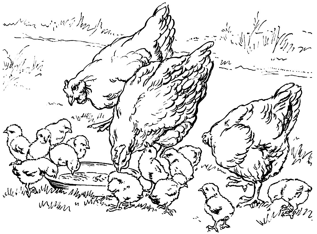 Курочка с цыплятами раскраска
