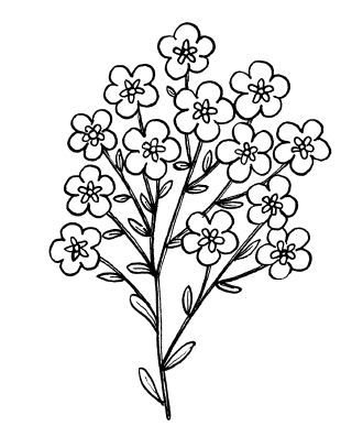 Незабудка раскраска для детей