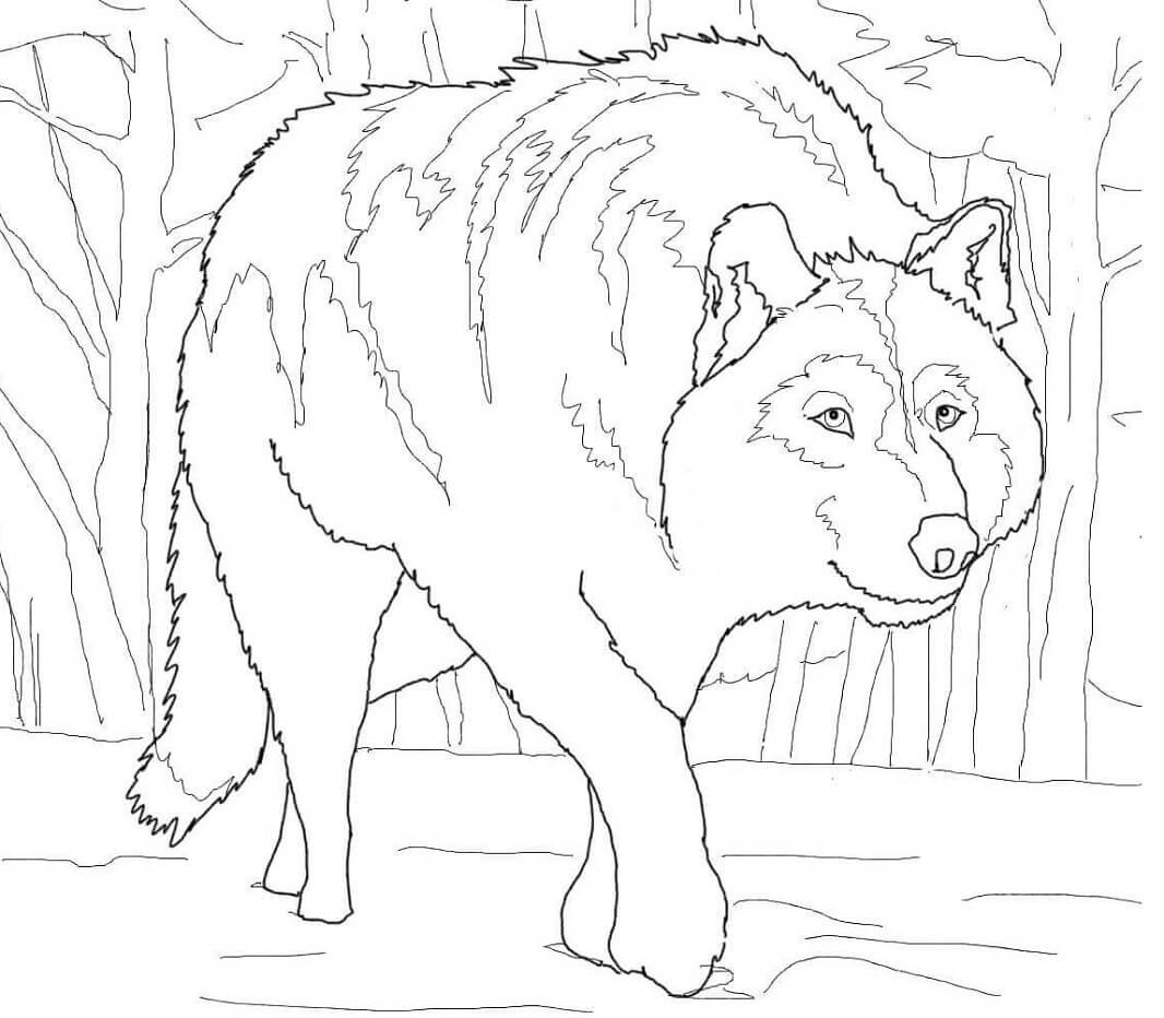 Раскраска волк зимой для детей