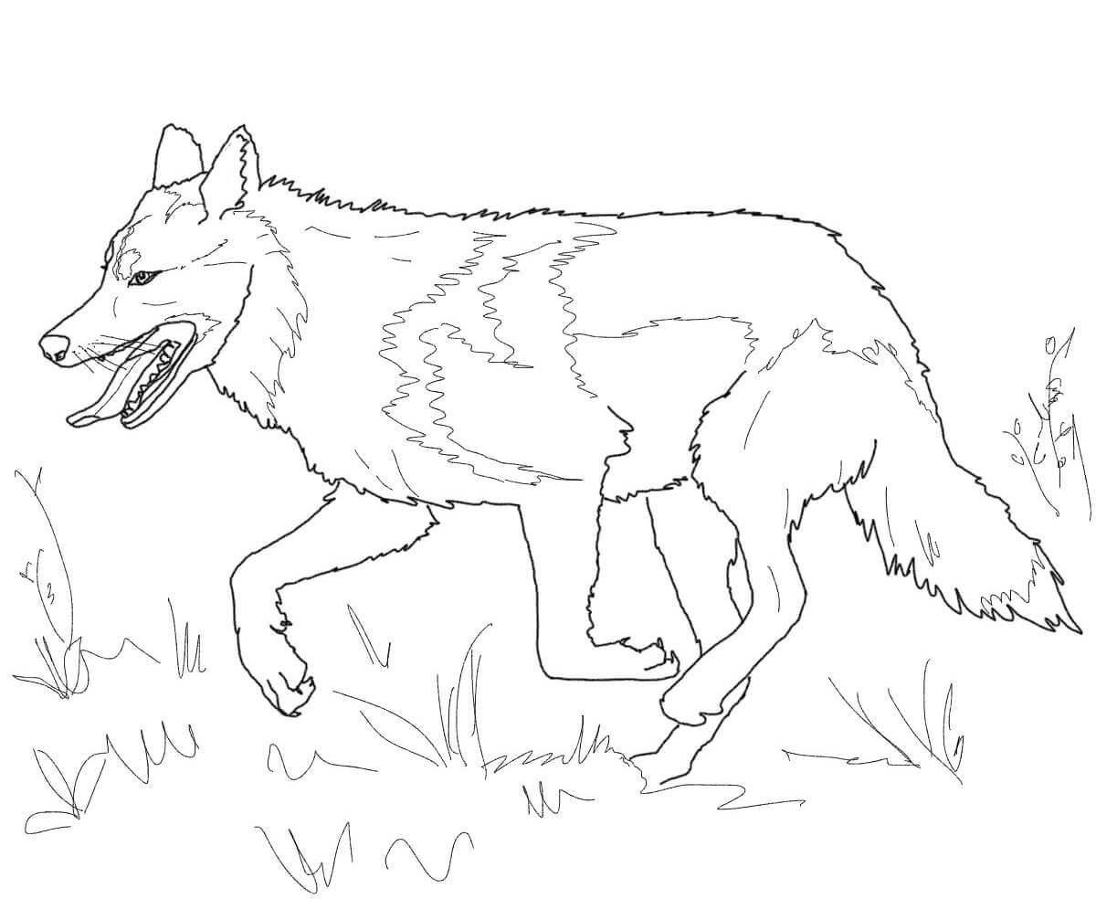 Волк рисунок для детей раскраска