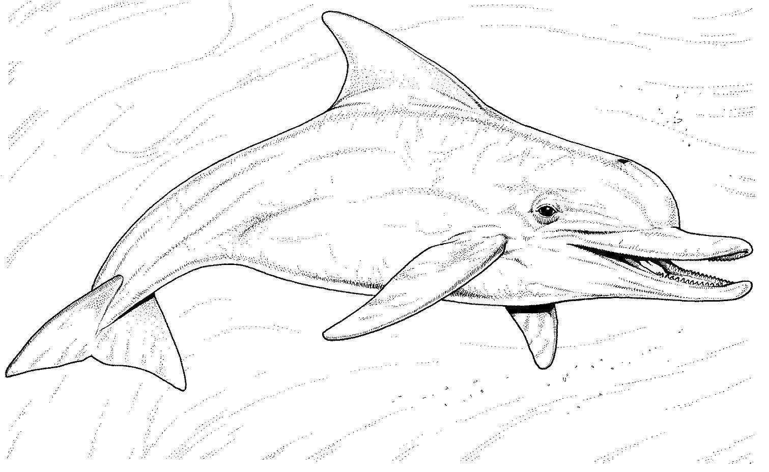 Дельфин Афалина раскраска Черноморская