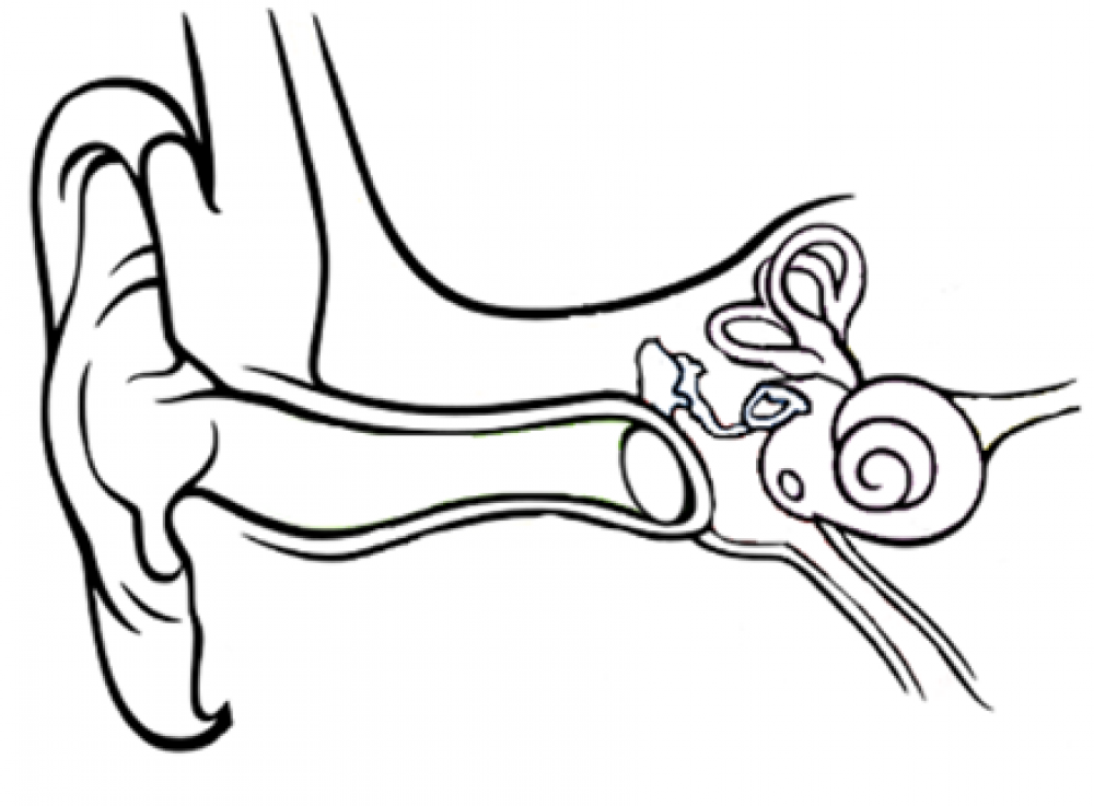 Рассмотрите схематичные изображения уха человека. Строение уха человека. Нарисовать строение уха и вестибулярного аппарата. Строение уха человека для детей. Ухо анатомия без подписей.