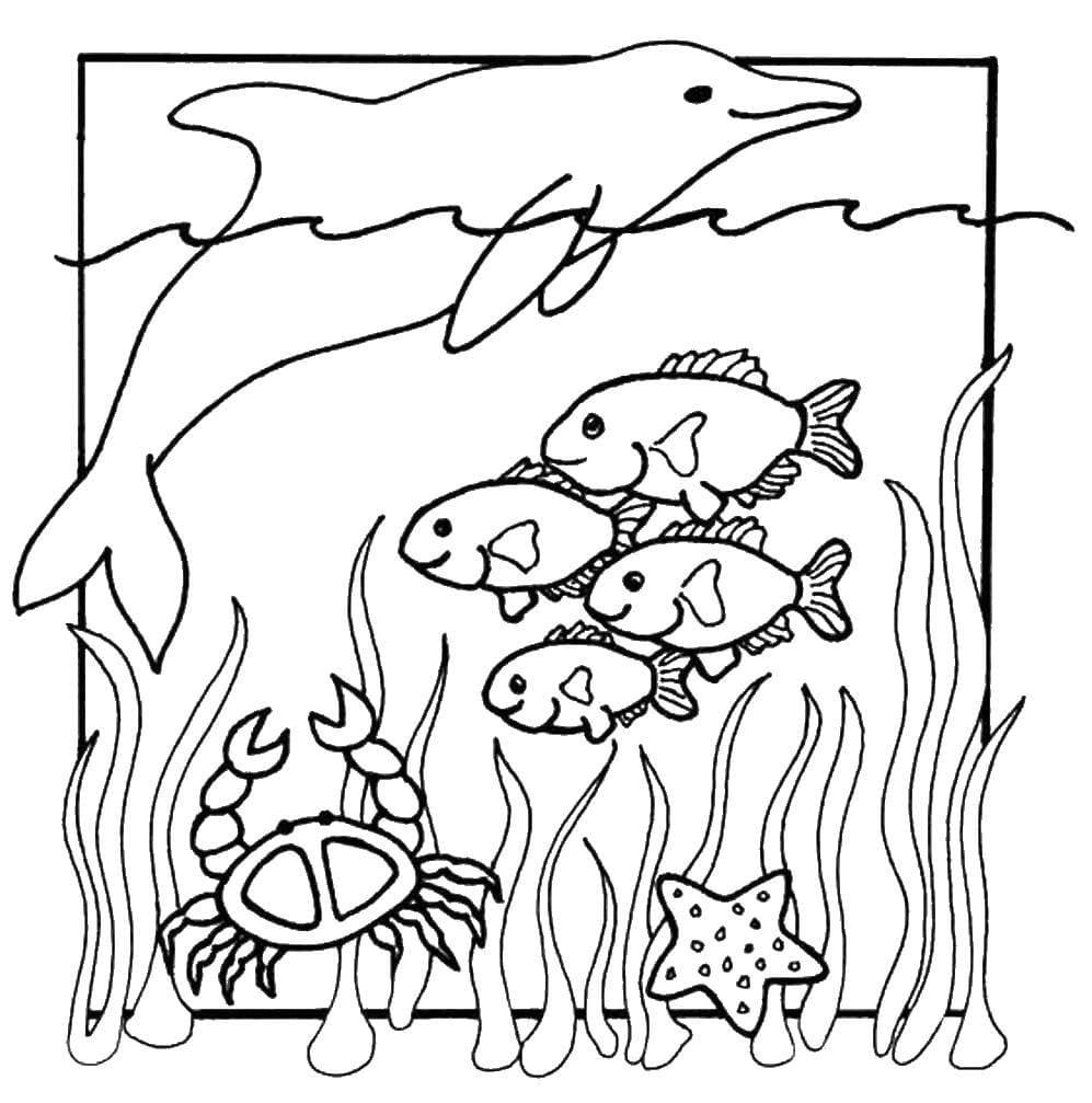 Подводные обитатели раскраска для детей