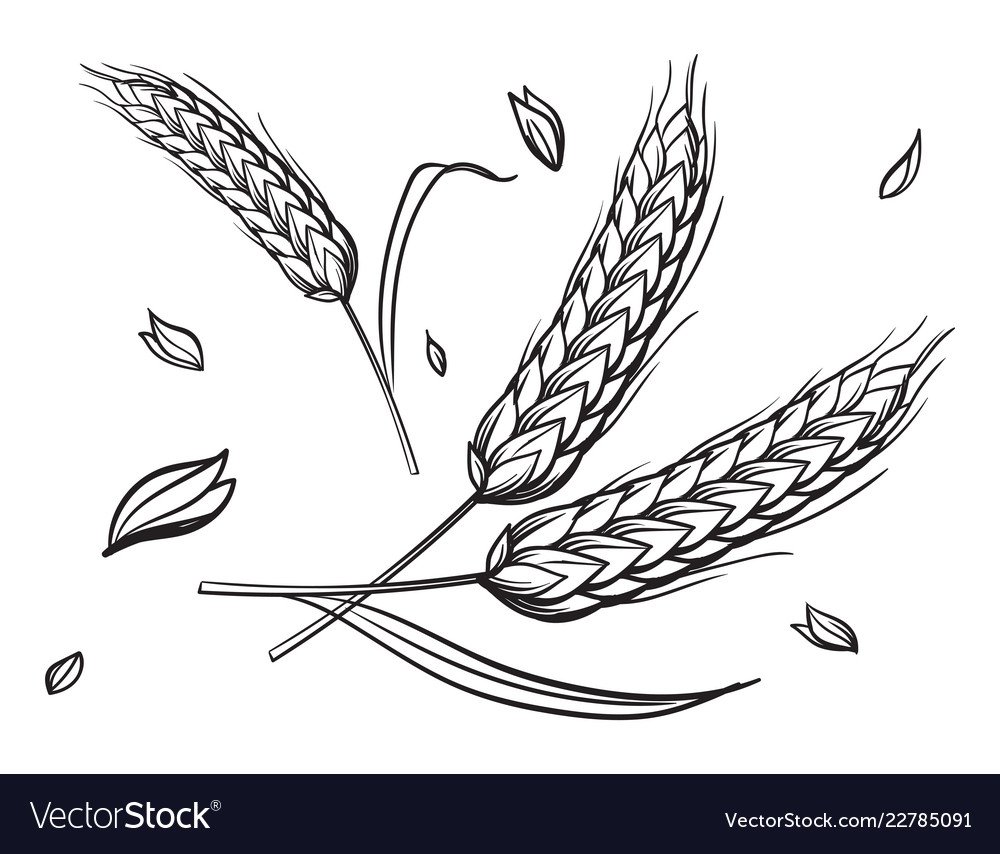 Пшеница эскиз