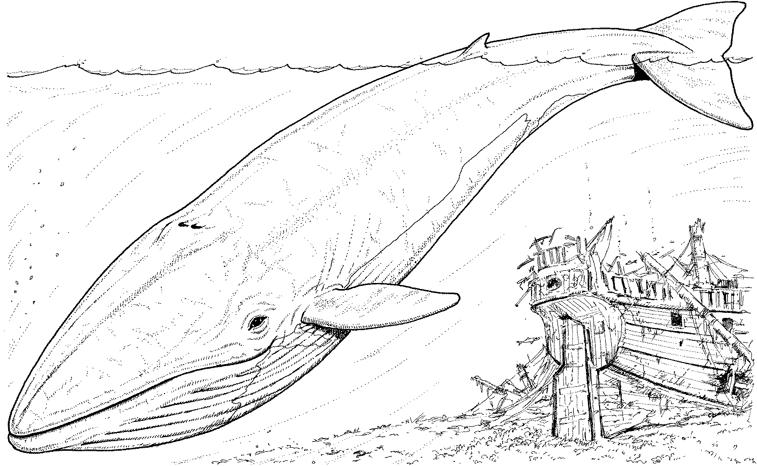 Раскраски китов