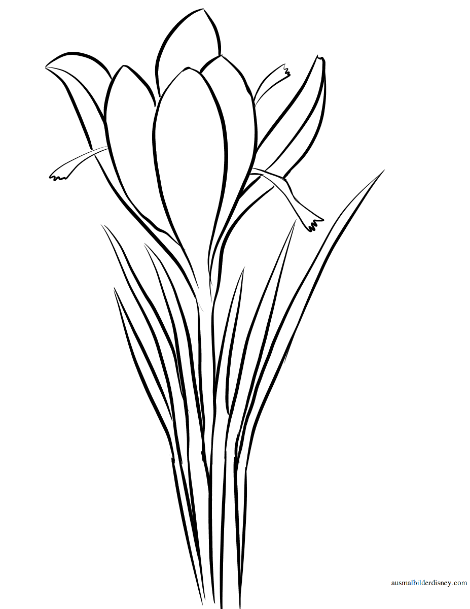 Крокус цветок