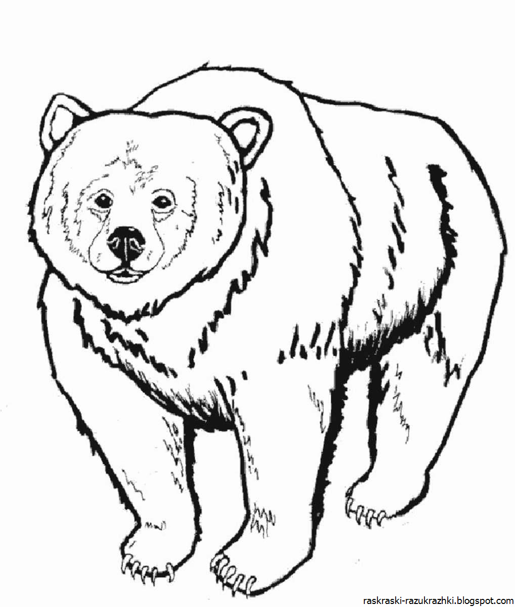Распечатка медведя. Медведь картинка для детей раскраска. Бурый медведь раскраска. Медведь рисунок.