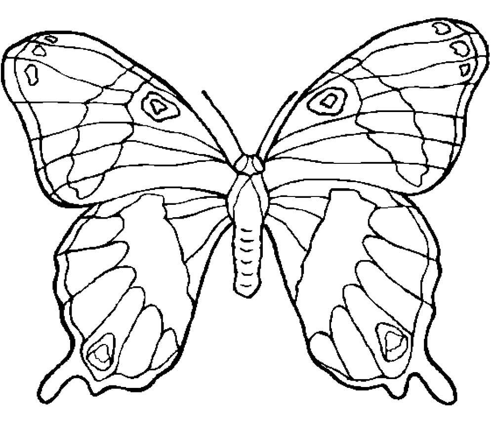 Раскраска бабочка на английском языке