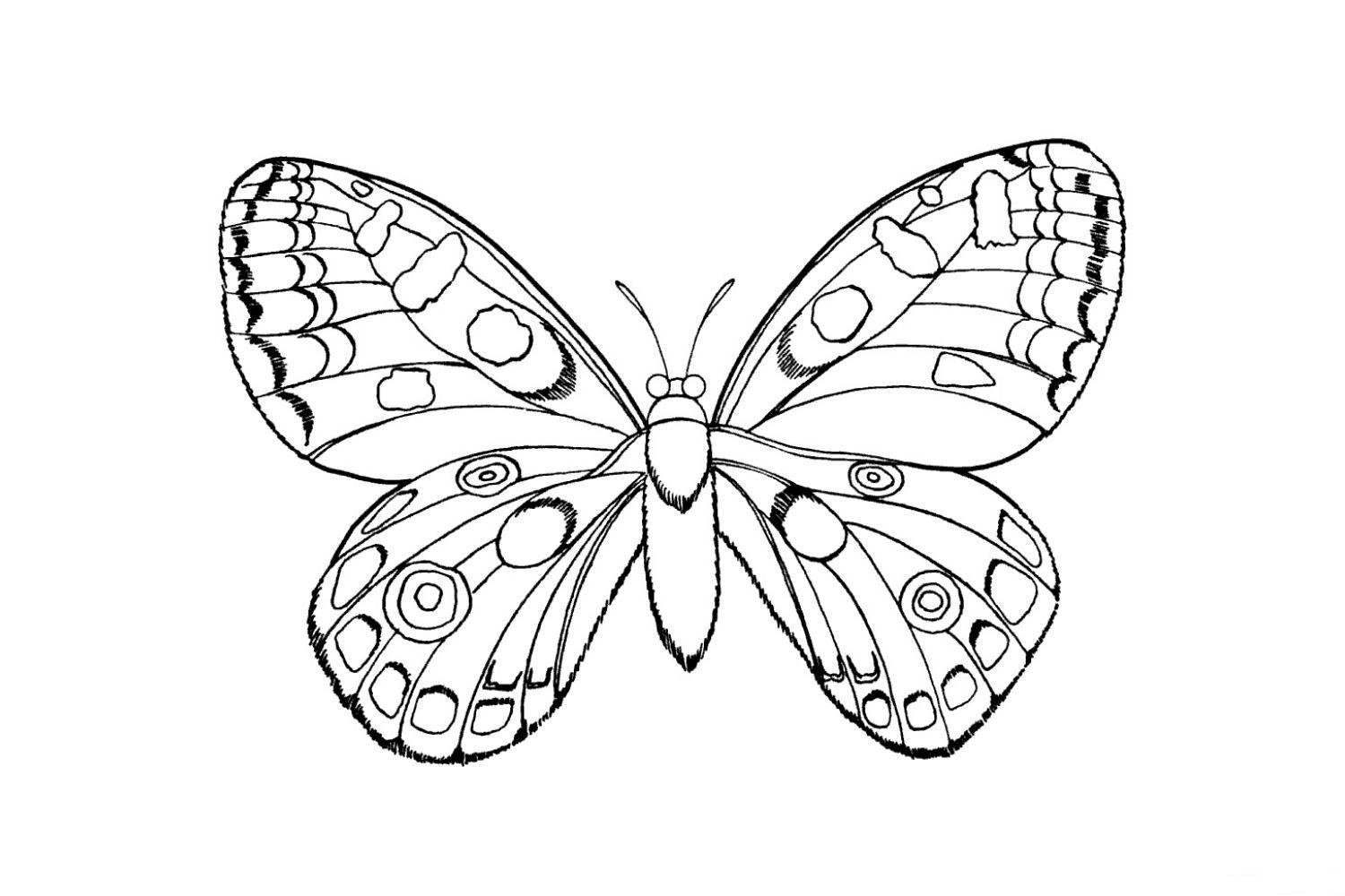 Рисунок бабочка для детей раскраска