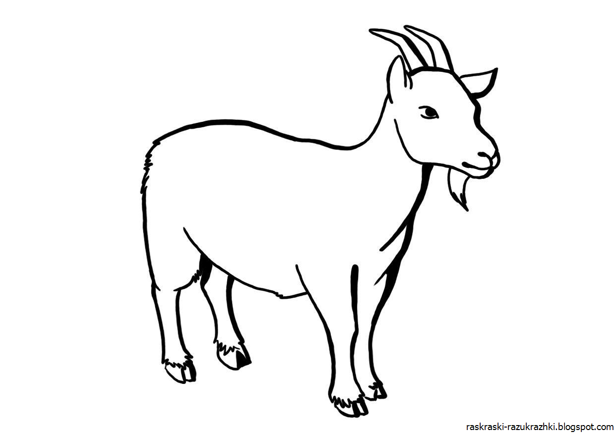 Рисунок козленок карандашом. Раскраска коза. Коза раскраска для детей. Картинка раскраска коза. Раскраска казы для детей.