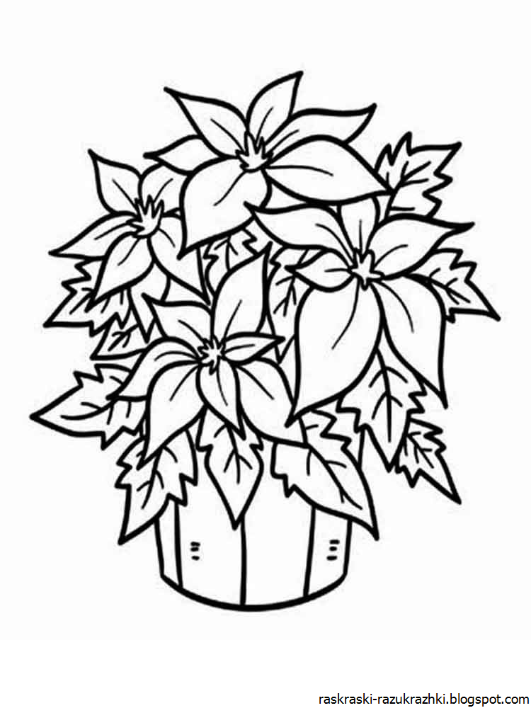 Пуансеттия контур. Комнатные цветы бальзамин раскраска. Комнатный цветок раскраска для детей. Раскраска комнатные растения для детей. Plant coloring