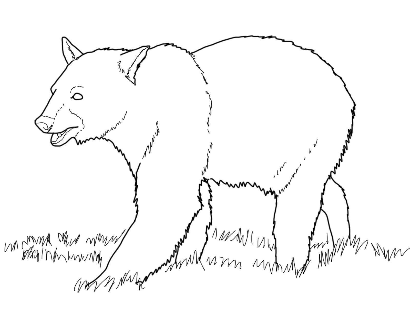 Бурый медведь контур для раскраски