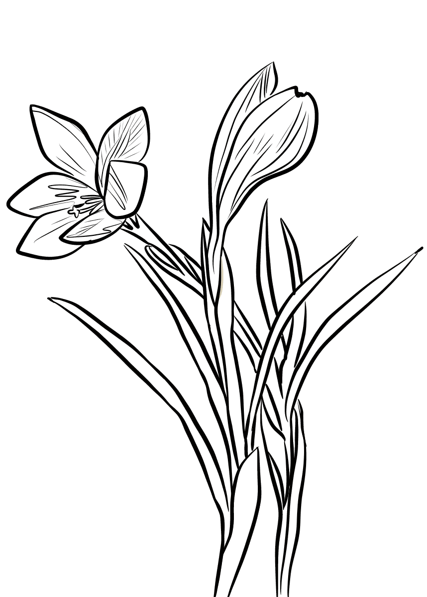 Крокус цветок