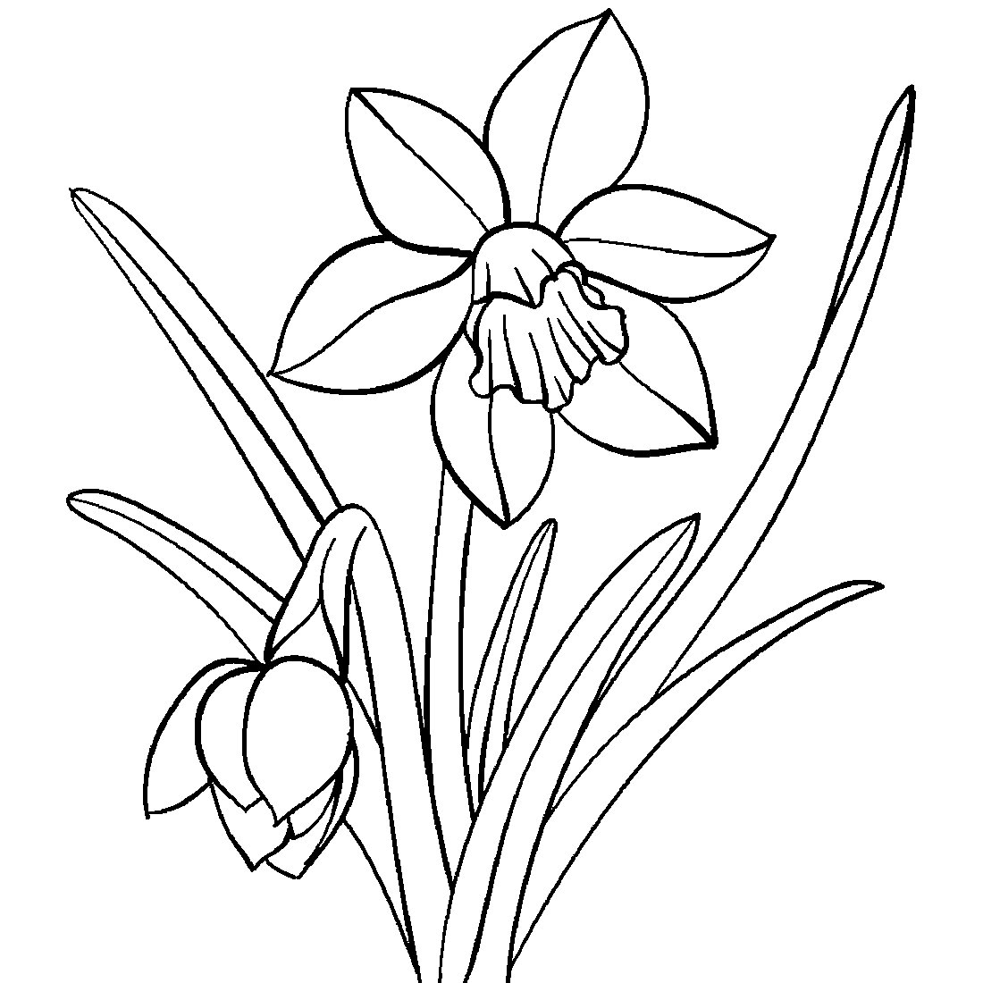 Разукрашка цветка Нарцисс