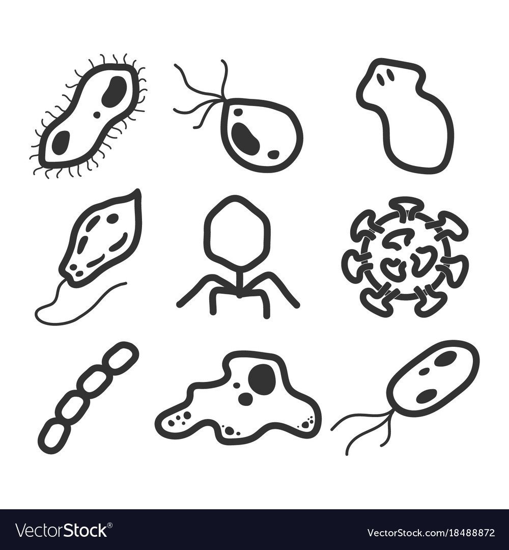 Бактерии схематично