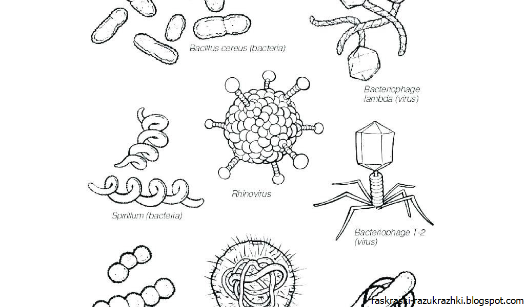 Объект изображенный на рисунках вызывает инфекционное заболевание. Вирусы и бактерии схема. Рисунки по биологии вирусы и бактерии. Вирус схема. Вирусы простейшие бактерии рисунки.