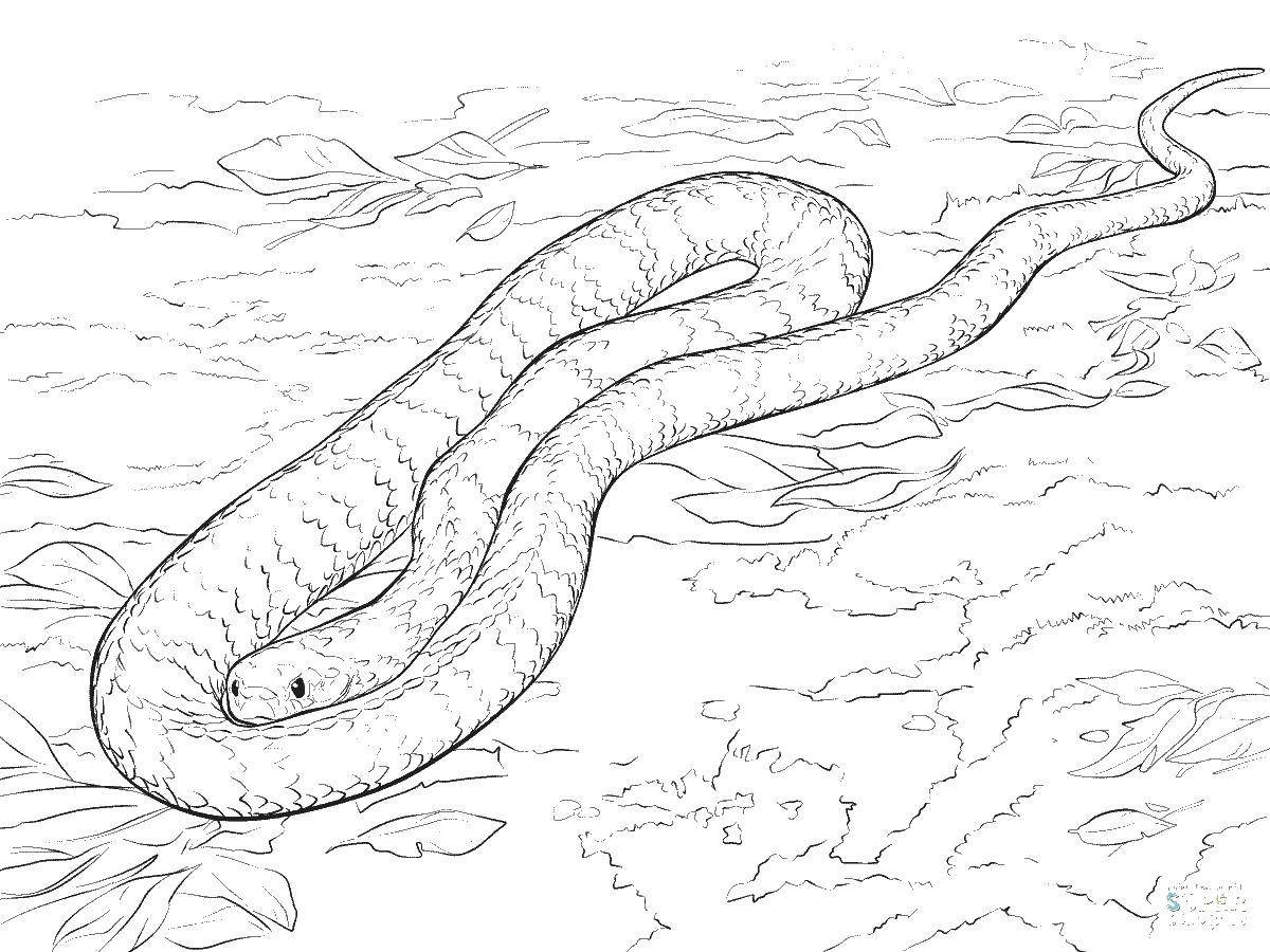Змея Анаконда для детей
