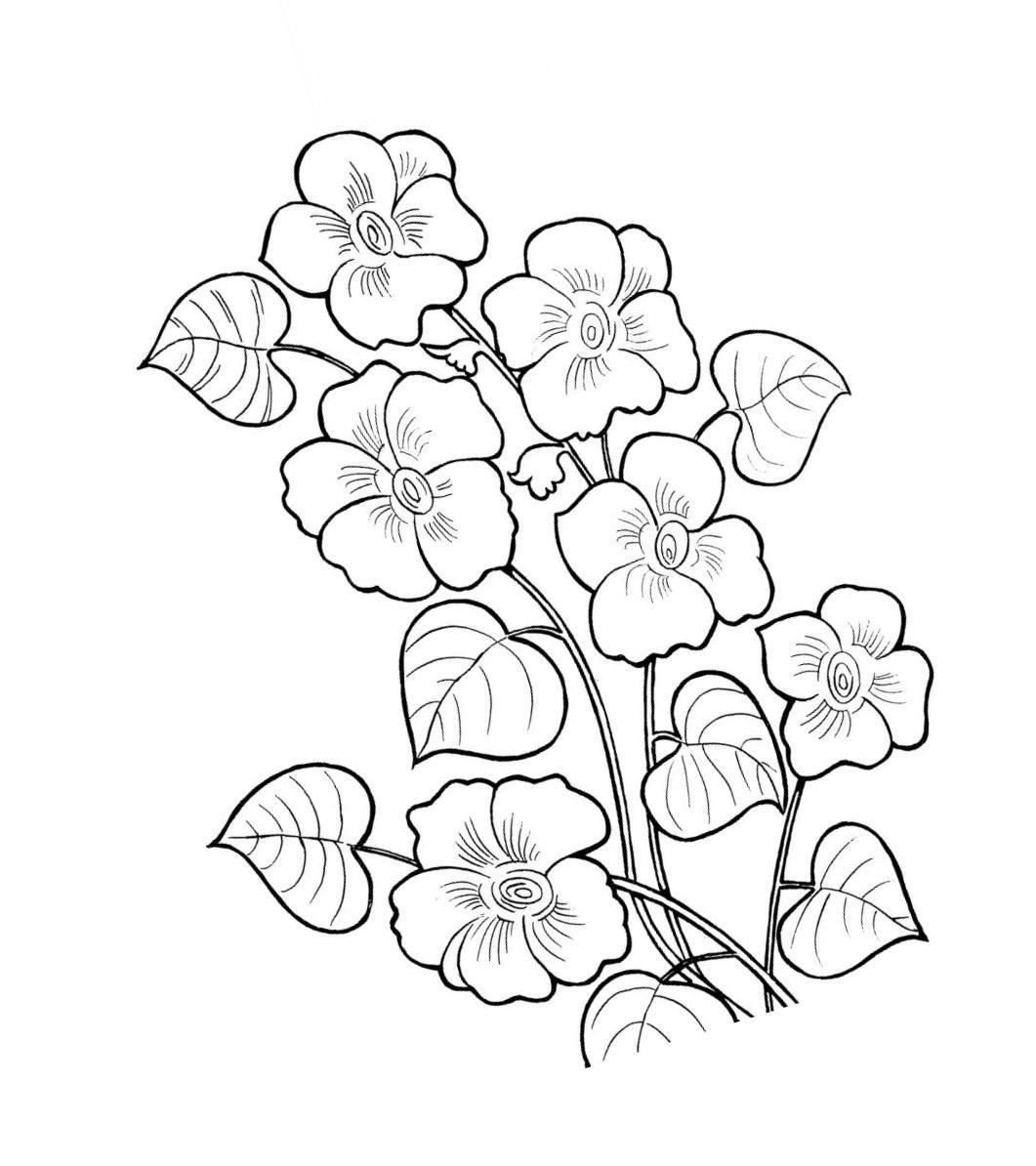 Рисунок цветка Незабудка для раскрашивания