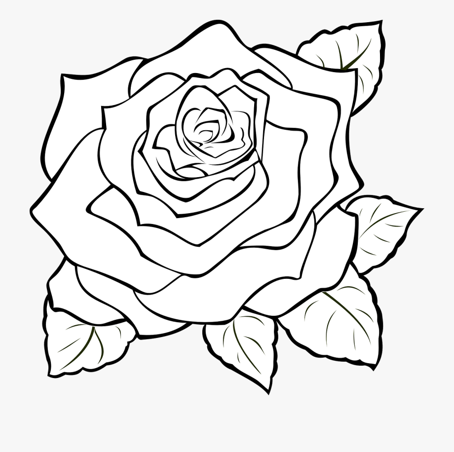 Писунок. Цветы. Раскраска. Раскраски цветы красивые. Рисунок розы для срисовки.