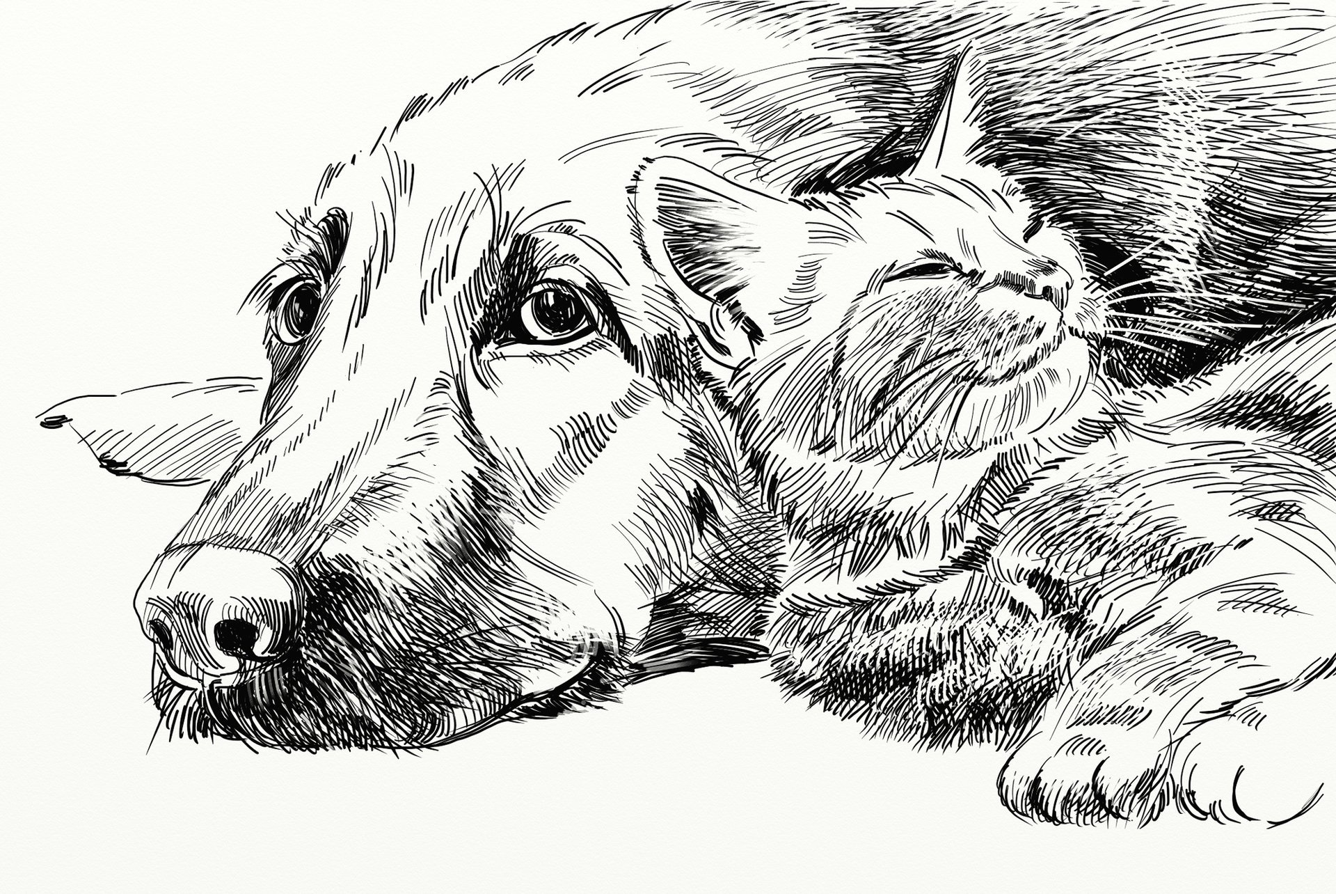 Зарисовки собак и кошек