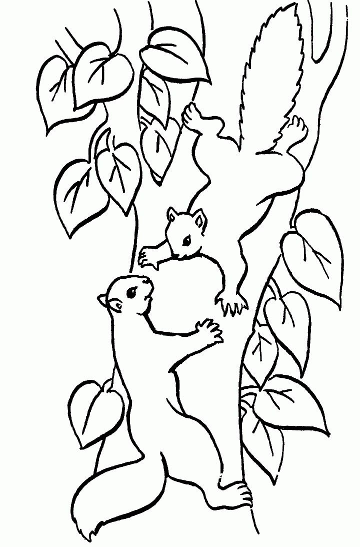 Белочка на дереве раскраска для детей