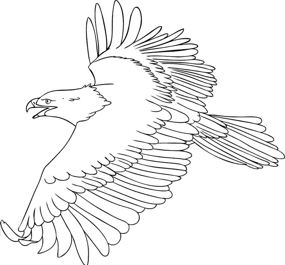 Белоголовый Орлан раскраска