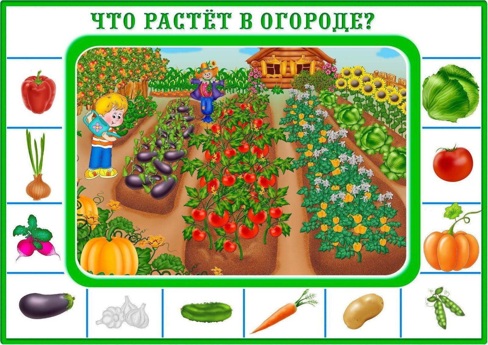 растения огорода картинки для детей