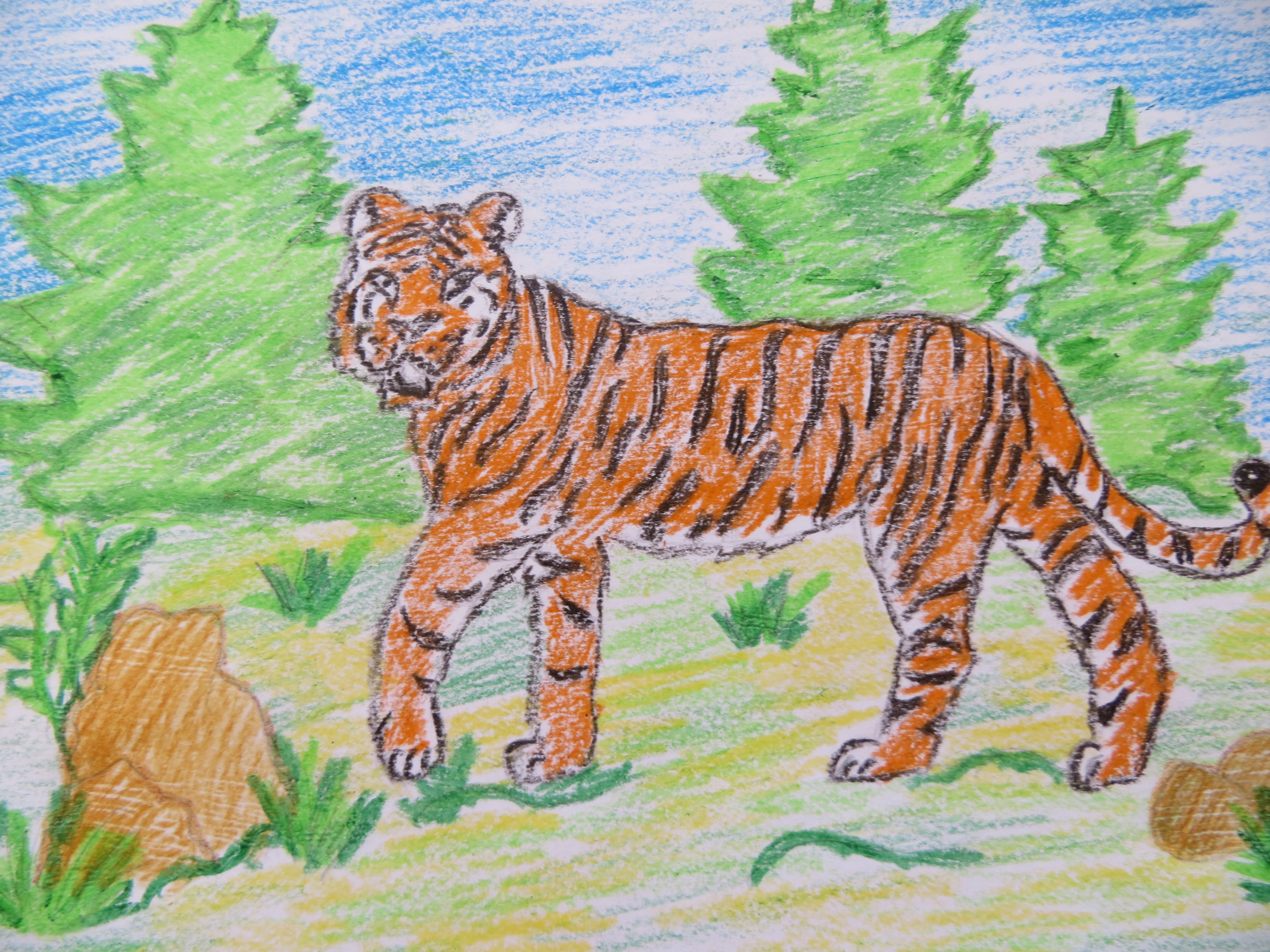 Тигр рисунок 4 класс