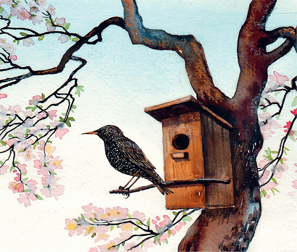 Весенние птицы на дереве. Скворец Скворушка скворечник.