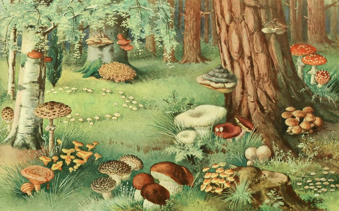 Что растет на поляне. Васнецова а. "Грибное царство". Полянка с грибами. Сказочный лес с грибами. Лес для дошкольников.
