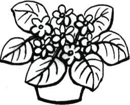 Раскраска фиалка в горшке для детей