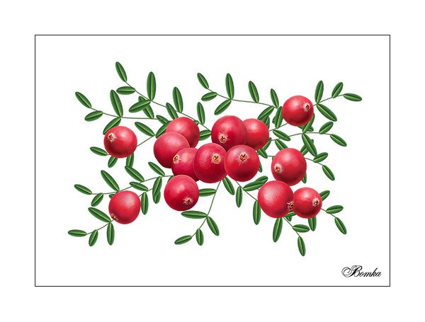Клюква картинки нарисованные
