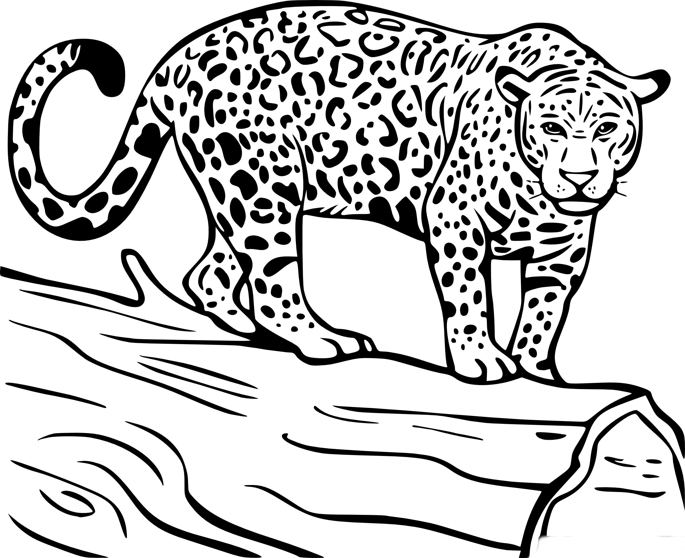 Амурский леопард раскраска для детей