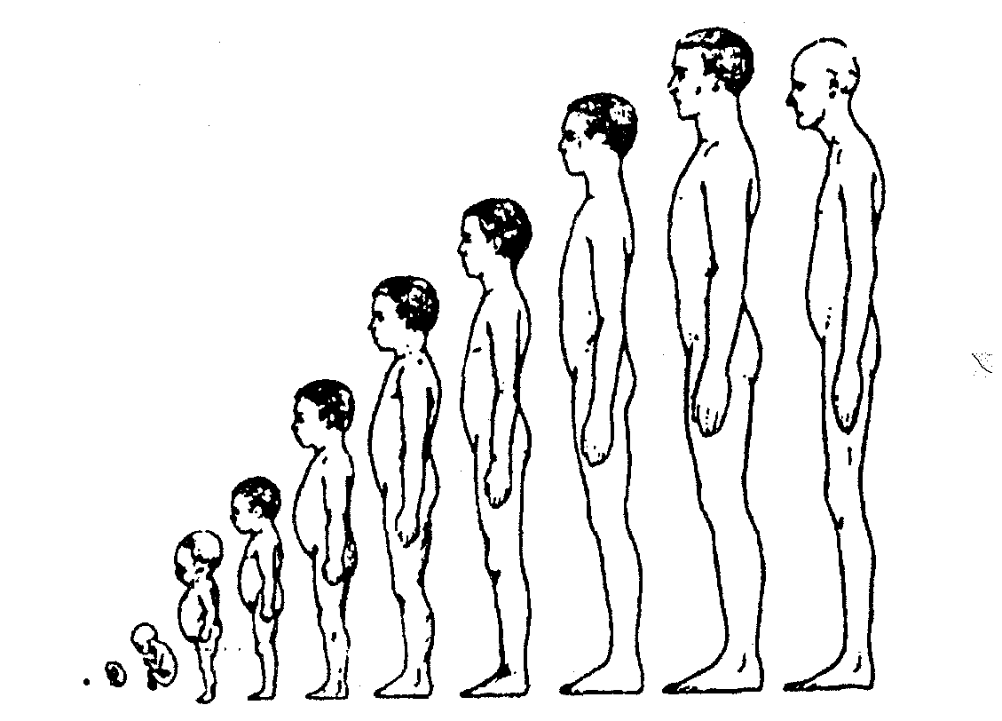 Рост и развитие ребенка презентация 9 класс. Возрастная периодизация роста и развития человека анатомия. Онтогенез этапы развития человека. Пубертатный период у мальчиков. Этапы роста человека.