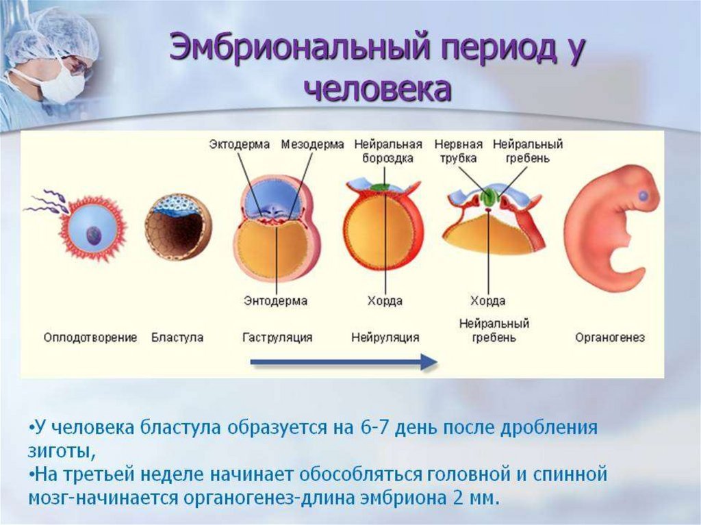 Начальные этапы онтогенеза. Стадии эмбрионального развития человека. Онтогенез бластула гаструла. Эмбриональное развитие человека: этапы, периоды. Этапы внутриутробного развития зародышевый.